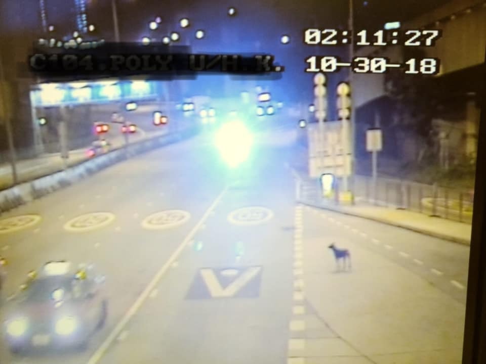 10月30 日,牠在紅磡隧道及火車站範圍徘徊。(片段截圖) 10月30 日,牠在紅磡隧道及火車站範圍徘徊。(片段截圖)