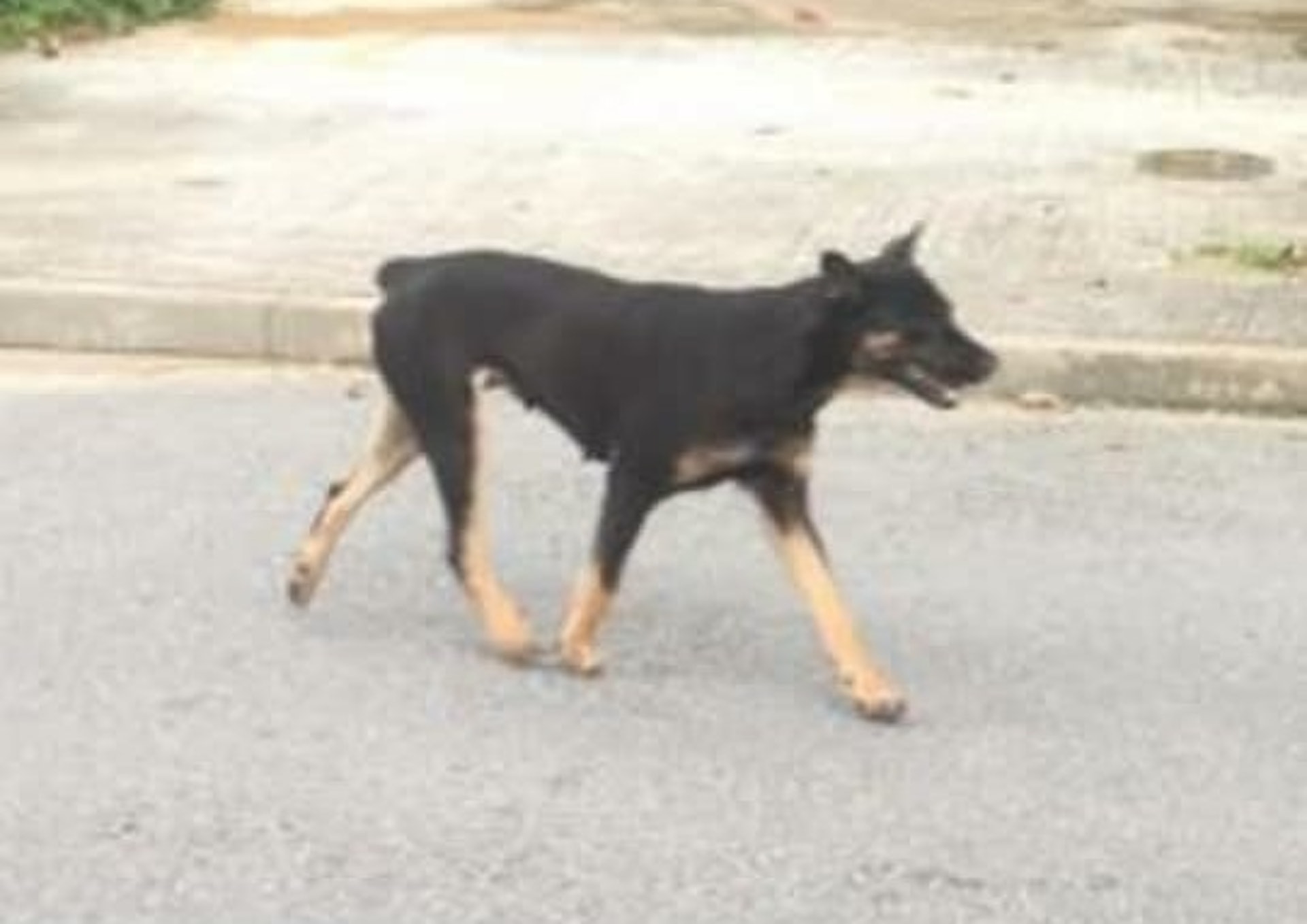 走失的狗媽媽Lily。(網上圖片) 走失的狗媽媽Lily。(網上圖片)