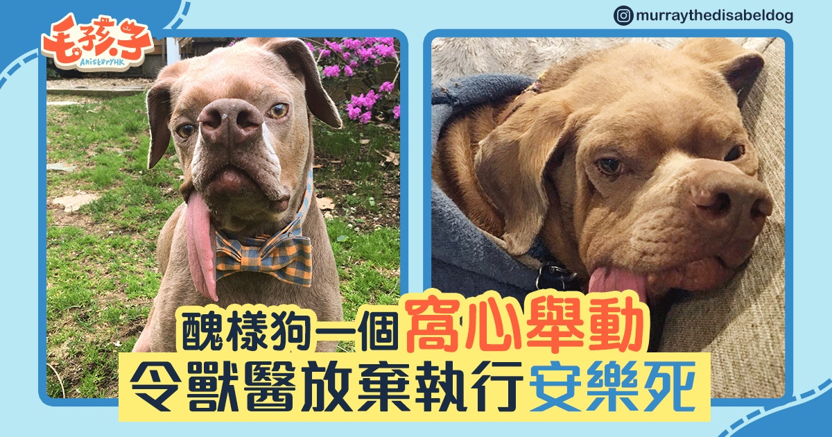 患狗瘟後倖存　舌頭外露牙齒盡脫　主人：牠是獨一無二