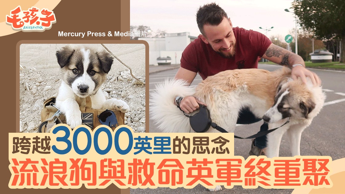 敘利亞戰區流浪狗 成拆彈專家精神支柱 超越3000英里的人狗情 敘利亞戰區流浪狗 成拆彈專家精神支柱 超越3000英里的人狗情