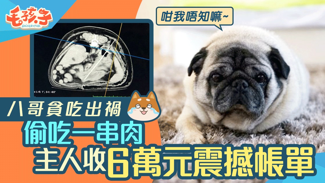 八哥偷吃史上最貴烤肉串 主人埋單收6萬元帳單 八哥偷吃史上最貴烤肉串 主人埋單收6萬元帳單