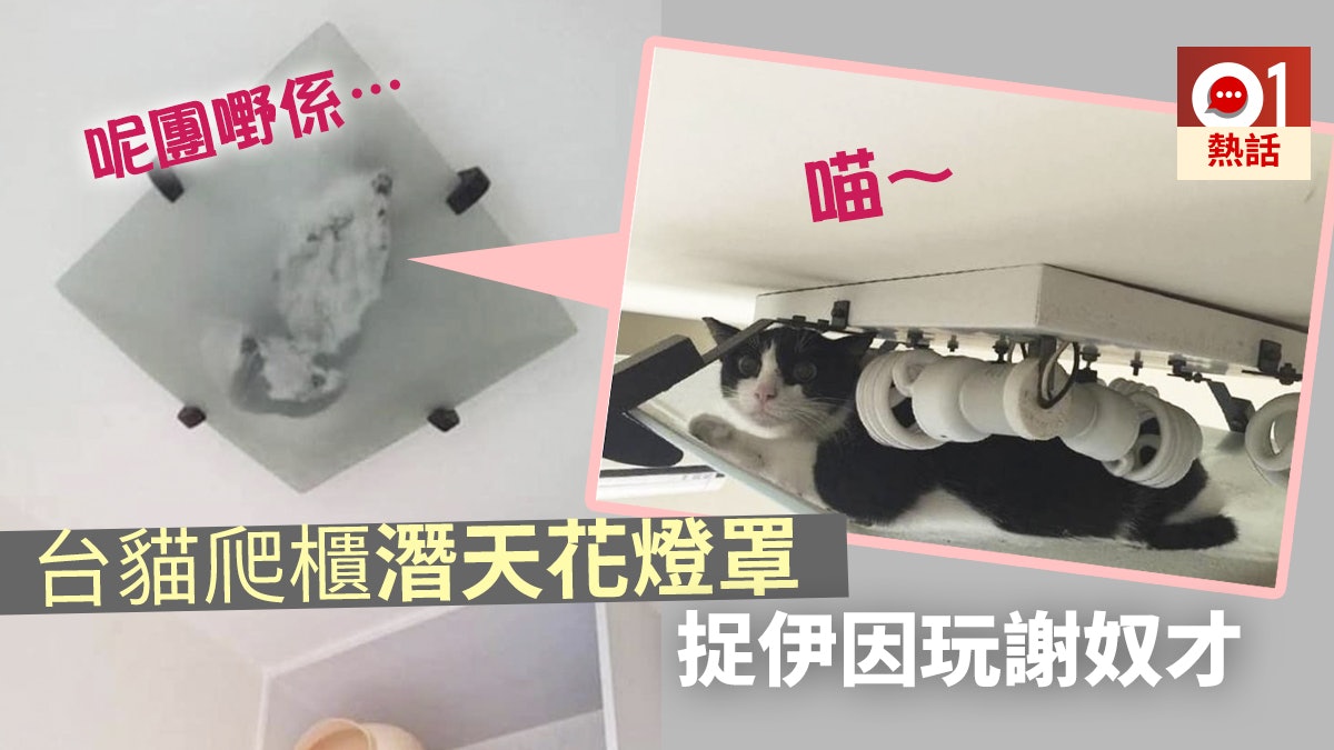 【躲貓貓】台「忍者貓」藏天花燈罩「靜看着你」 主人呻搵到癲 【躲貓貓】台「忍者貓」藏天花燈罩「靜看着你」 主人呻搵到癲