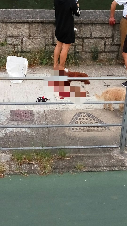 貴婦狗被單車輾過後當場死亡,網民怒轟主人未有為狗狗拖繩。(Jack Pang) 貴婦狗被單車輾過後當場死亡,網民怒轟主人未有為狗狗拖繩。(Jack Pang)