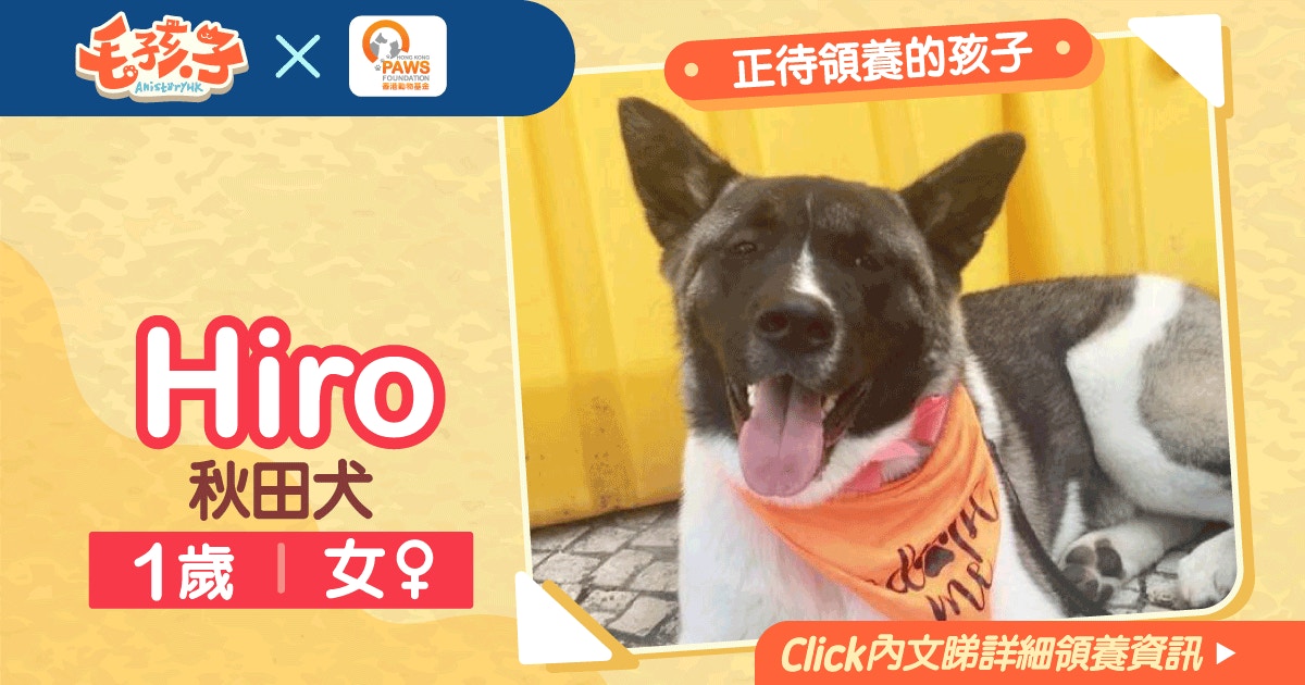 秋田犬 香港01