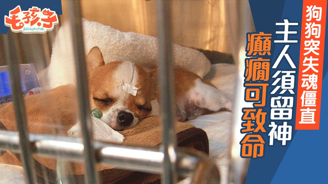 狗狗癲癇不要輕視發現這些症狀主人要特別留神 香港01 寵物