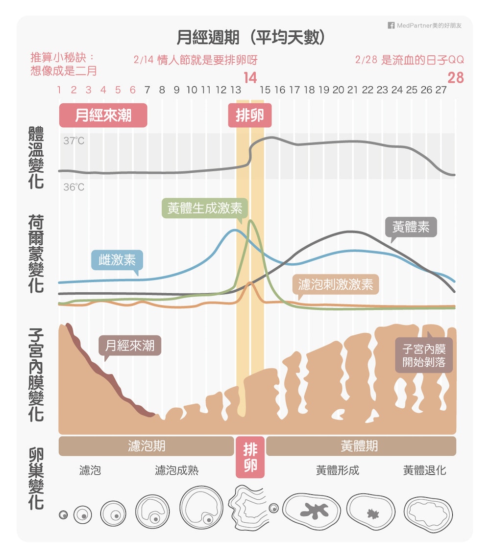 經期煩惱 月經前後下巴谷m瘡 速計排卵期 生理期 生理痘治療大法