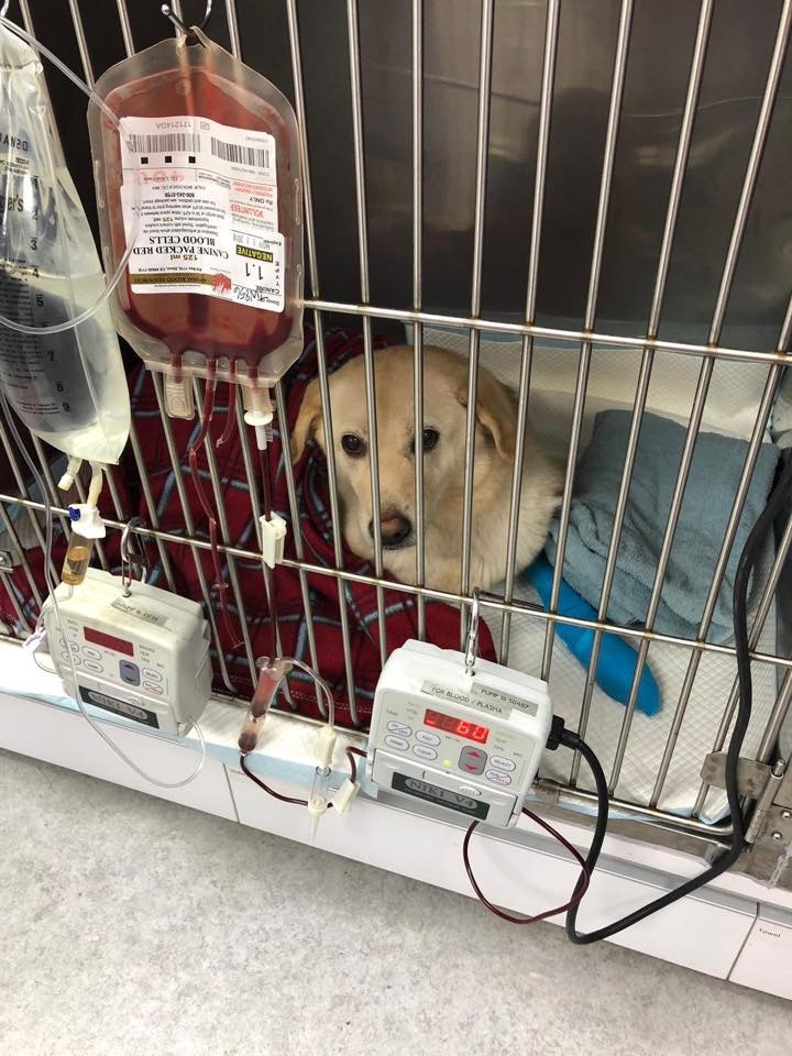 小白的血小板指數一直維持在低水平。(受訪者提供) 小白的血小板指數一直維持在低水平。(受訪者提供)