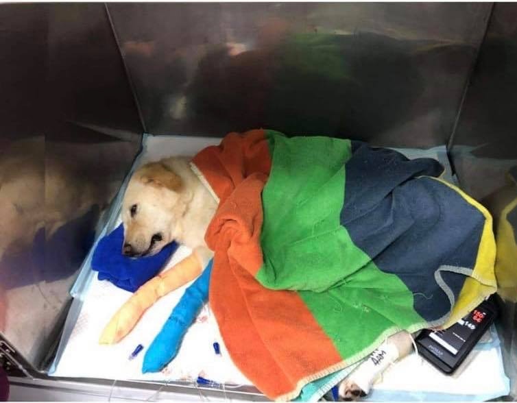 小白受驚慘撞小巴。(受訪者提供) 小白受驚慘撞小巴。(受訪者提供)