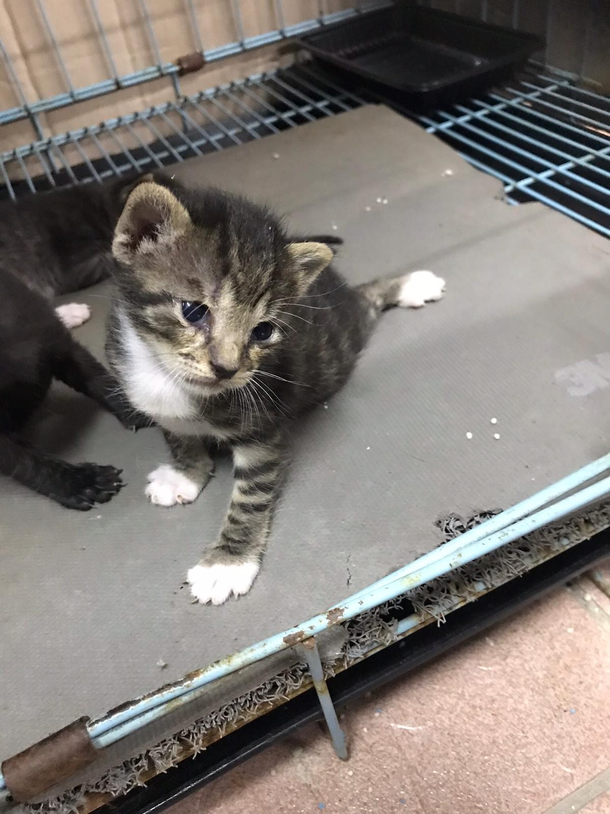 細孖小時候的樣子。(受訪者提供) 細孖小時候的樣子。(受訪者提供)