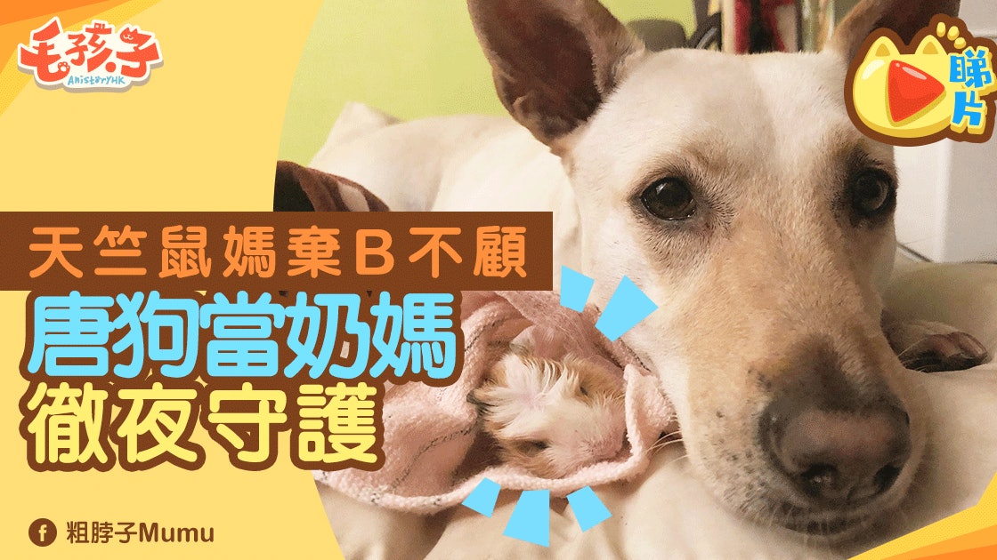 【跨物種的愛】唐狗化身成奶媽 全天候貼身照顧天竺鼠BB 【跨物種的愛】唐狗化身成奶媽 全天候貼身照顧天竺鼠BB