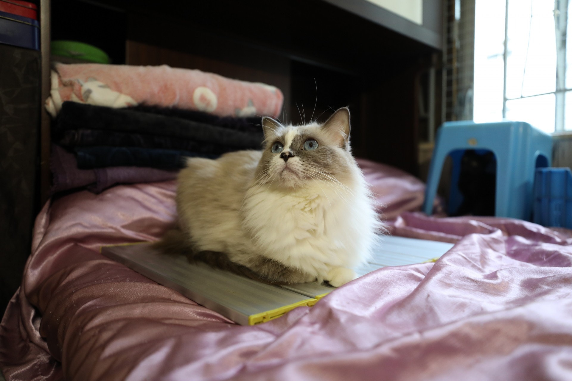 「Ilka」是Winnie領養的第一隻貓,當時她的住所只得約100呎。(吳嘉俊攝) 「Ilka」是Winnie領養的第一隻貓,當時她的住所只得約100呎。(吳嘉俊攝)