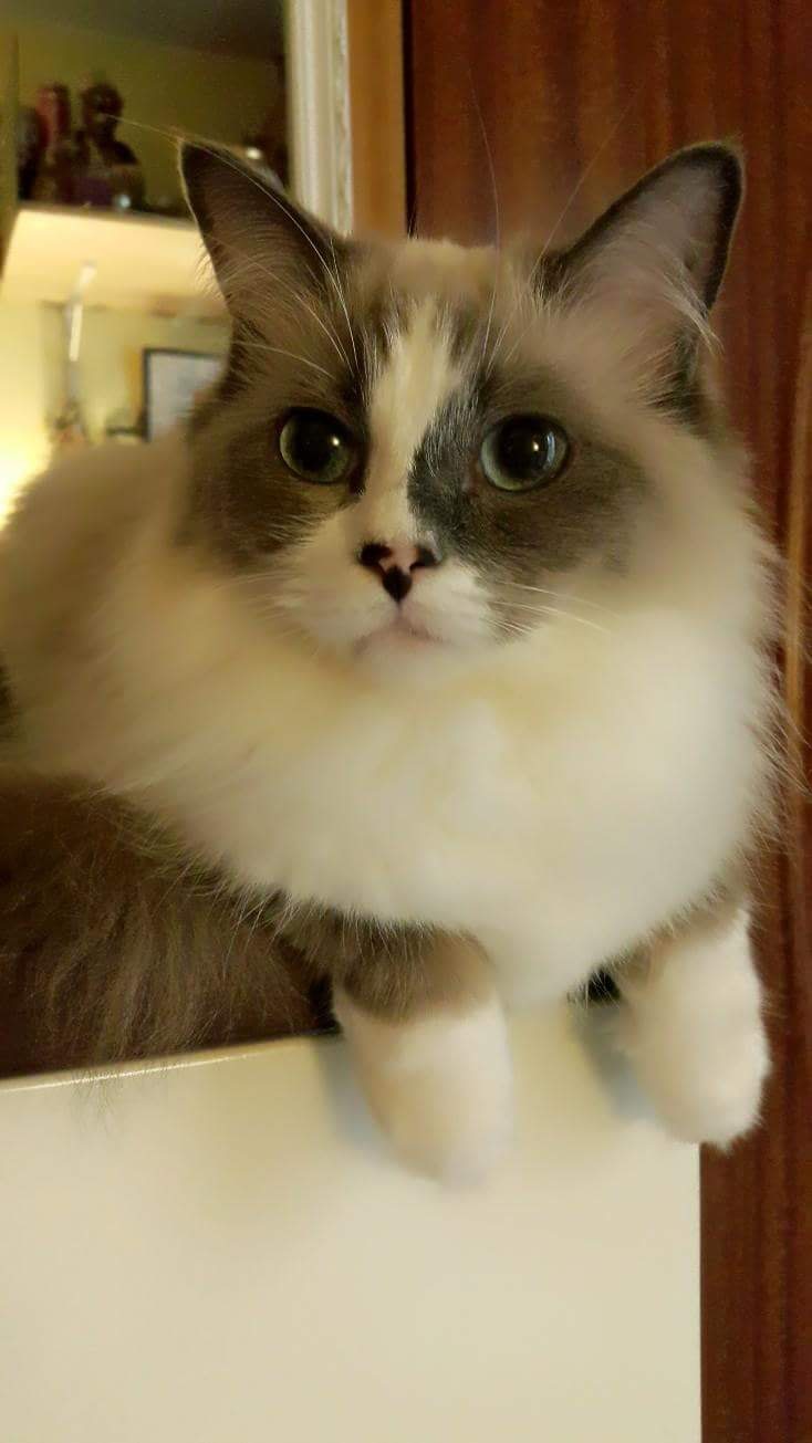 Winnie共養了5隻貓,全部均是領養回來的,這是第一隻養的貓「Ilka」。(受訪者提供) Winnie共養了5隻貓,全部均是領養回來的,這是第一隻養的貓「Ilka」。(受訪者提供)