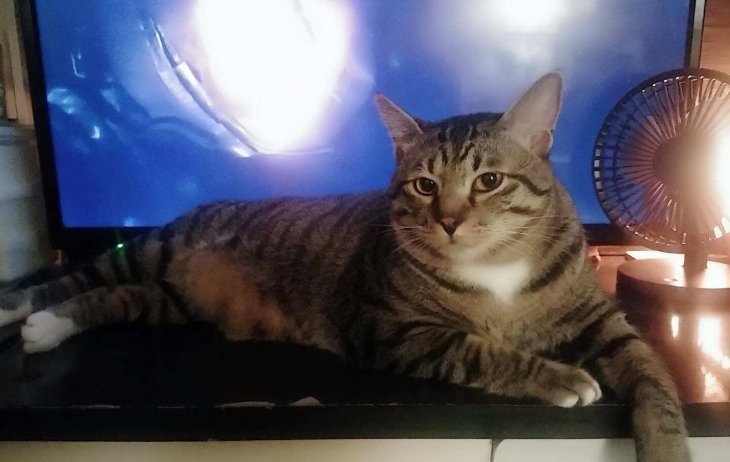 這是家中唯一的「男丁」──「Hill Hill」。(受訪者提供) 這是家中唯一的「男丁」──「Hill Hill」。(受訪者提供)