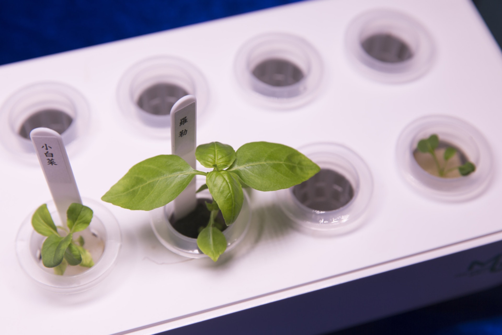 家居種稙 水耕種植糅合科技窩居中親手栽種一口靚菜 家居種稙 水耕種植糅合科技窩居中親手栽種一口靚菜