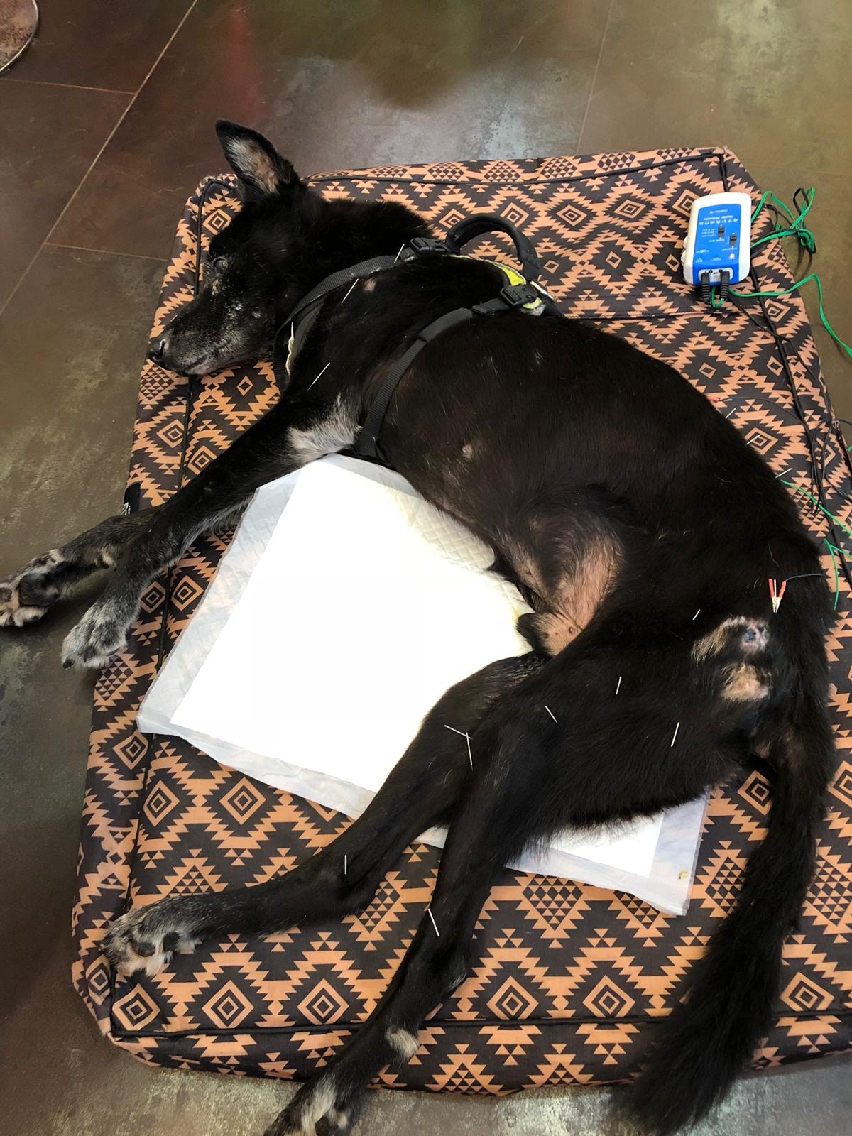 Anna及其友人3年前救起了Jack,但半年前牠健康突然惡化,無法再走路。(受訪者提供) Anna及其友人3年前救起了Jack,但半年前牠健康突然惡化,無法再走路。(受訪者提供)