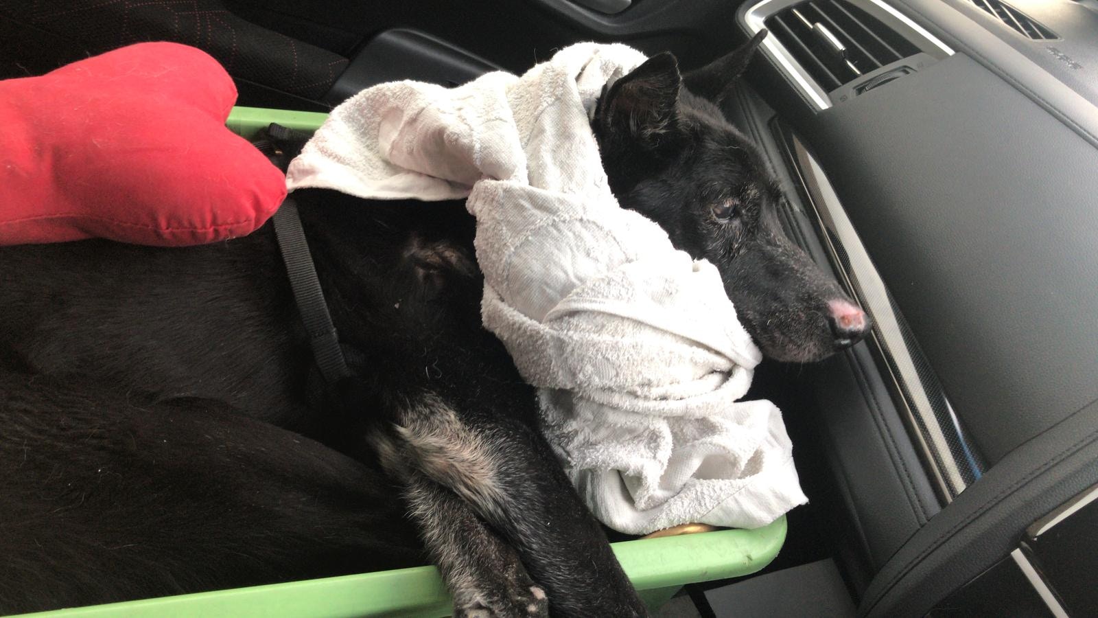 Anna希望藉此呼籲一眾寵主善待年老的寵物。(受訪者提供) Anna希望藉此呼籲一眾寵主善待年老的寵物。(受訪者提供)