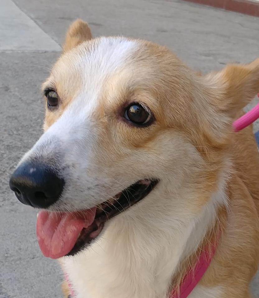 毛守在中秋節時張貼出「明亮」的照片,當時牠身上的皮膚病已經痊癒。(Facebook圖片:毛孩守護者) 毛守在中秋節時張貼出「明亮」的照片,當時牠身上的皮膚病已經痊癒。(Facebook圖片:毛孩守護者)