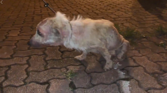 明亮當時不似狗型。(Facebook圖片:毛孩守護者) 明亮當時不似狗型。(Facebook圖片:毛孩守護者)