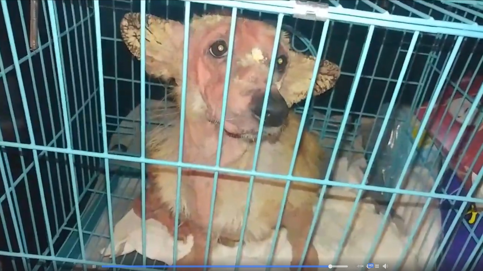 明亮其後被暫托家庭收養。(Facebook圖片:毛孩守護者) 明亮其後被暫托家庭收養。(Facebook圖片:毛孩守護者)