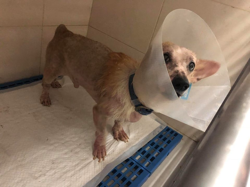 明亮接受治療。(Facebook圖片:毛孩守護者) 明亮接受治療。(Facebook圖片:毛孩守護者)