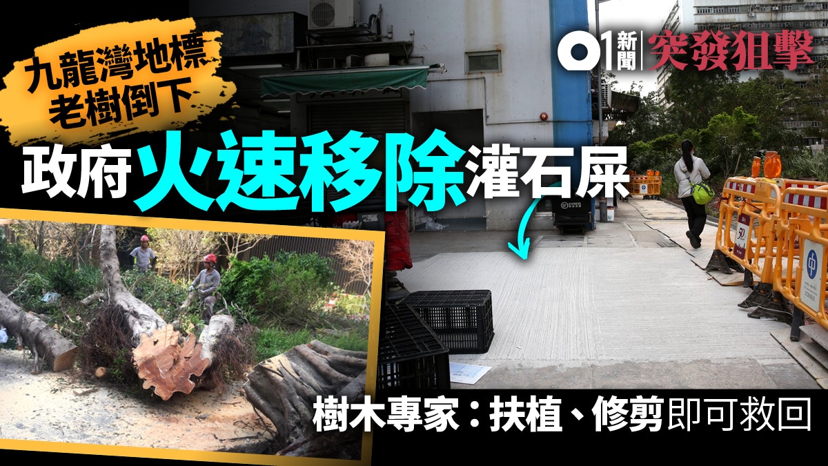 【山竹・殺樹】九龍灣未死榕樹遭灌漿封地　學者批護樹政策落後
