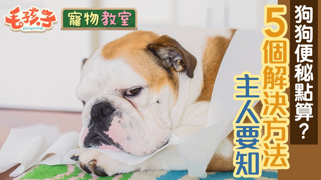 狗狗便秘不容忽視 5個通便方法主人要知