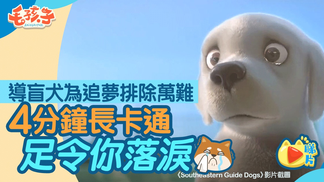 導盲犬為追夢排除萬難4分鐘長卡通足令你落淚 導盲犬為追夢排除萬難4分鐘長卡通足令你落淚