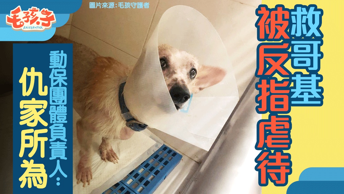 救狗反被指虐狗?動保團體捲虐狗案 涉事哥基被帶走做證物 救狗反被指虐狗?動保團體捲虐狗案 涉事哥基被帶走做證物