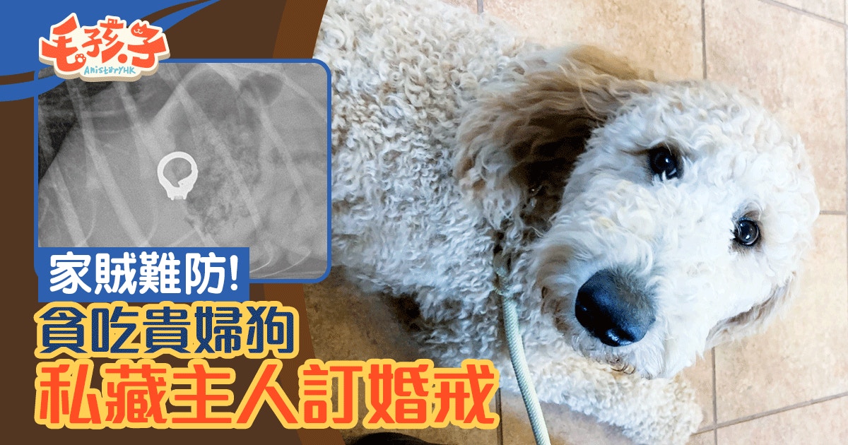 貴婦狗「偷」準新人訂婚戒指　金屬探測器掃肚即響咇咇聲