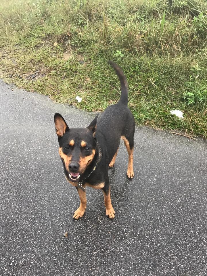 陳父原以為「忌廉」只是貪玩而落後,但3小時後仍不見牠回來。(受訪者提供) 陳父原以為「忌廉」只是貪玩而落後,但3小時後仍不見牠回來。(受訪者提供)