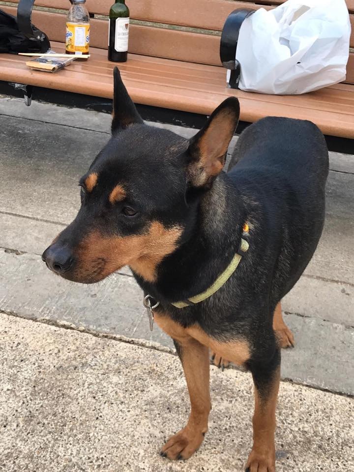 從獅子山郊野公園附近到大圍一帶,均可看見陳小姐一家張貼的尋狗告示。(受訪者提供) 從獅子山郊野公園附近到大圍一帶,均可看見陳小姐一家張貼的尋狗告示。(受訪者提供)