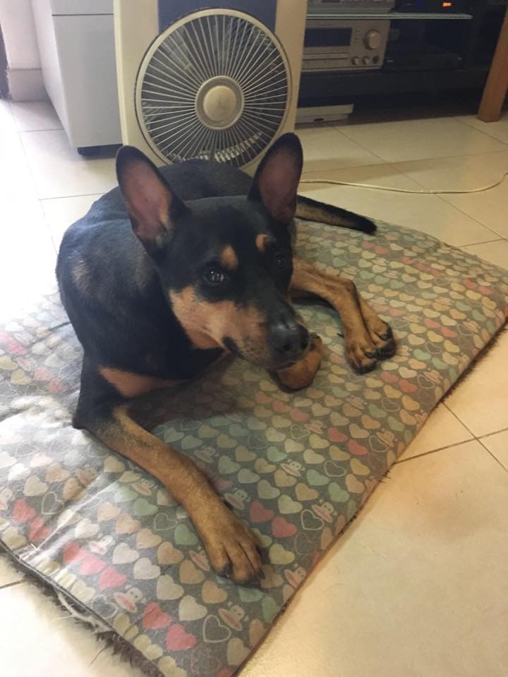 雖然尋回愛犬的希望越來越渺茫,但陳小姐不想就此放棄。(受訪者提供) 雖然尋回愛犬的希望越來越渺茫,但陳小姐不想就此放棄。(受訪者提供)