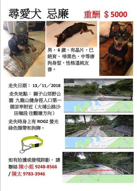 一頭名叫「忌廉」的棕黑色唐狗日前在獅子山郊野公園走失。(受訪者提供) 一頭名叫「忌廉」的棕黑色唐狗日前在獅子山郊野公園走失。(受訪者提供)