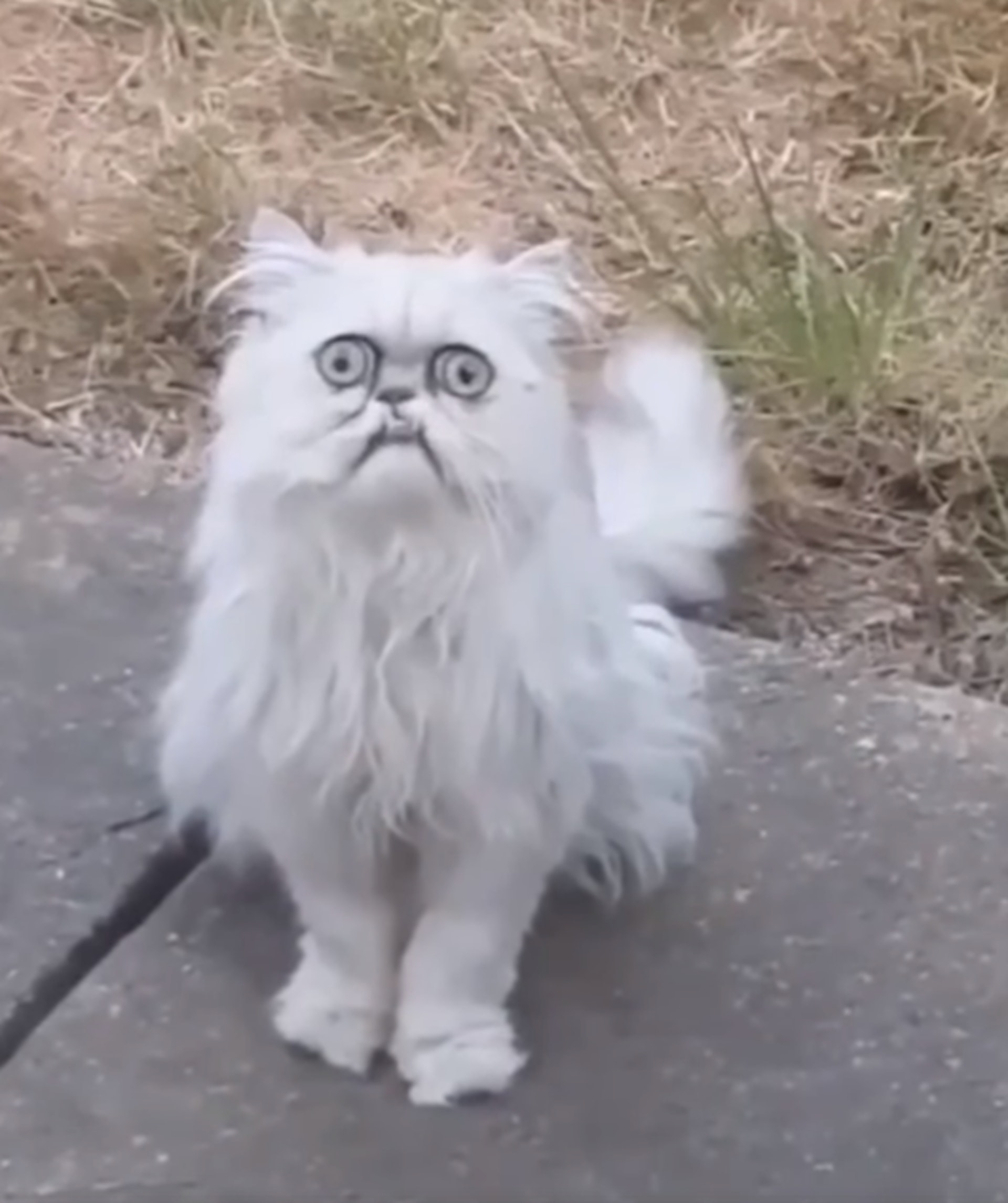 神秘貓突現家門呆坐唔眨眼片段瘋傳網民神配音好爆笑 神秘貓突現家門呆坐唔眨眼片段瘋傳網民神配音好爆笑