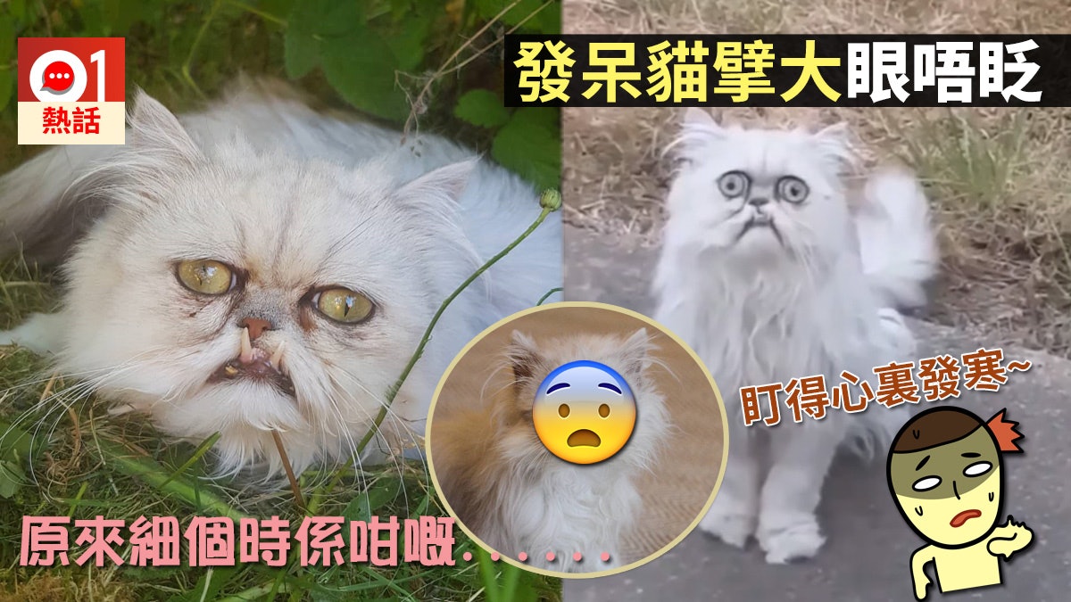神秘貓突現家門呆坐唔眨眼片段瘋傳網民神配音好爆笑 香港01 熱爆話題
