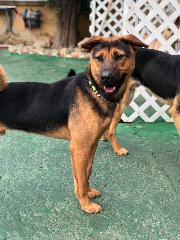 Sun是非常可愛、親人。(受訪者提供) Sun是非常可愛、親人。(受訪者提供)