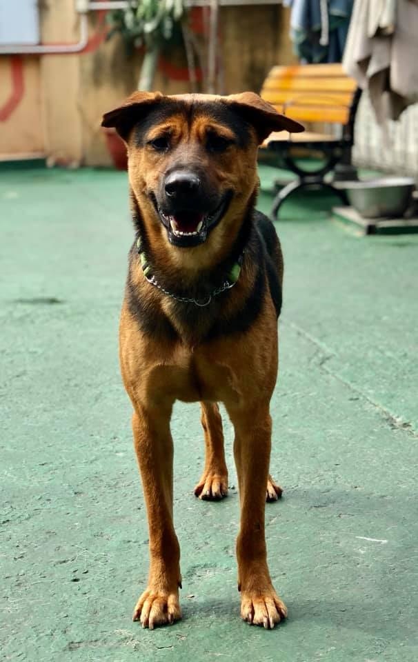 大埔Sun被漁護署兩個月捕捉兩次。(受訪者提供) 大埔Sun被漁護署兩個月捕捉兩次。(受訪者提供)