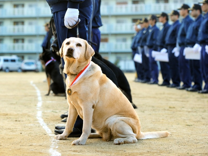 警犬考試連續6年 肥佬 不放棄粉絲建銅像紀念傳奇一生 香港01 寵物