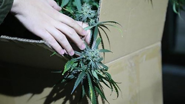 網購大麻種子溫室種植自曬自銷北京販毒男 愛好栽培 香港01 大國小事 網購大麻種子溫室種植自曬自銷北京販毒男 愛好栽培 香港01 大國小事