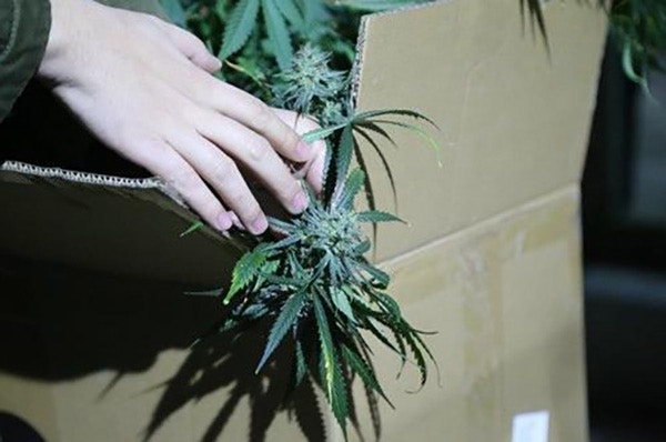 網購大麻種子溫室種植自曬自銷北京販毒男 愛好栽培