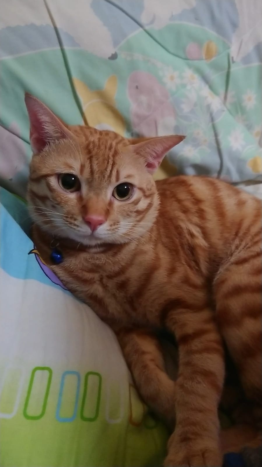 陳小姐及其女兒看見「陳浩南」跑上了附近山坡。(受訪者提供) 陳小姐及其女兒看見「陳浩南」跑上了附近山坡。(受訪者提供)