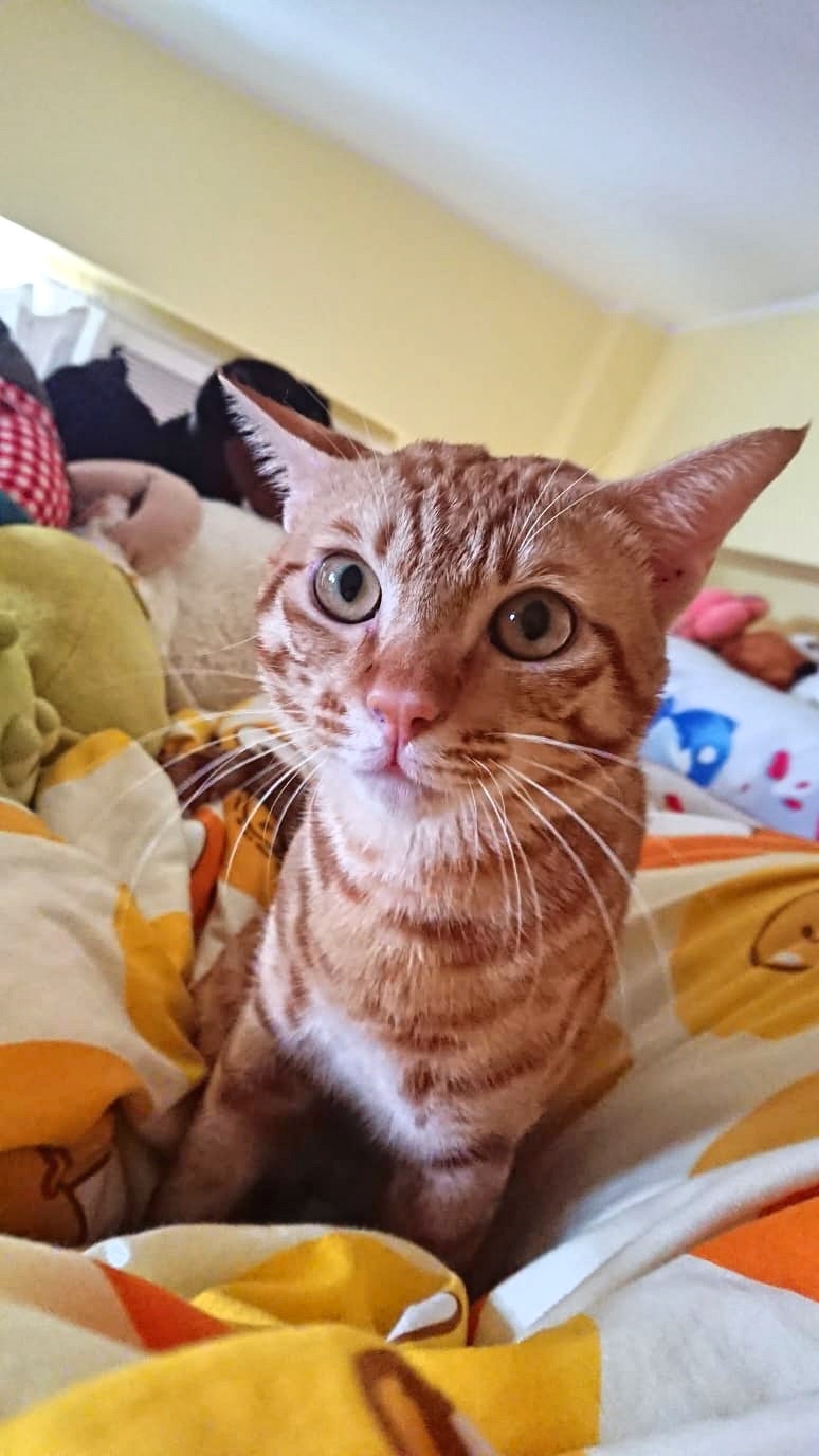 陳小姐懷疑「陳浩南」已被人抱走。(受訪者提供) 陳小姐懷疑「陳浩南」已被人抱走。(受訪者提供)