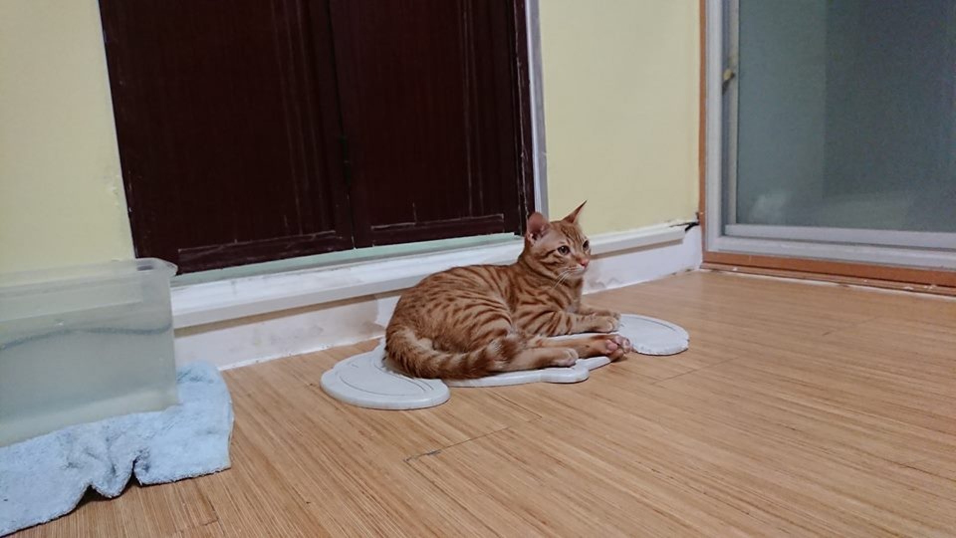 走失的貓貓「陳浩南」。(受訪者提供) 走失的貓貓「陳浩南」。(受訪者提供)