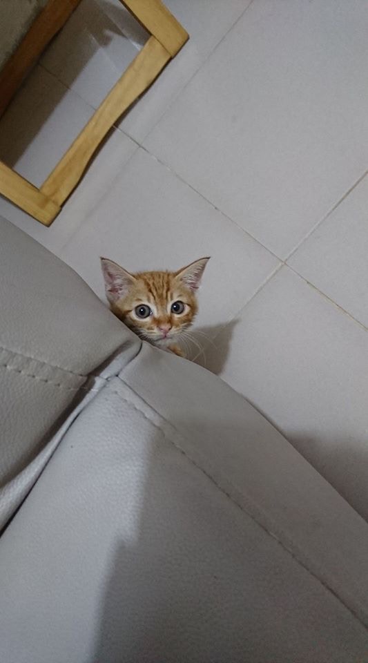 走失的貓貓「陳浩南」。(受訪者提供) 走失的貓貓「陳浩南」。(受訪者提供)