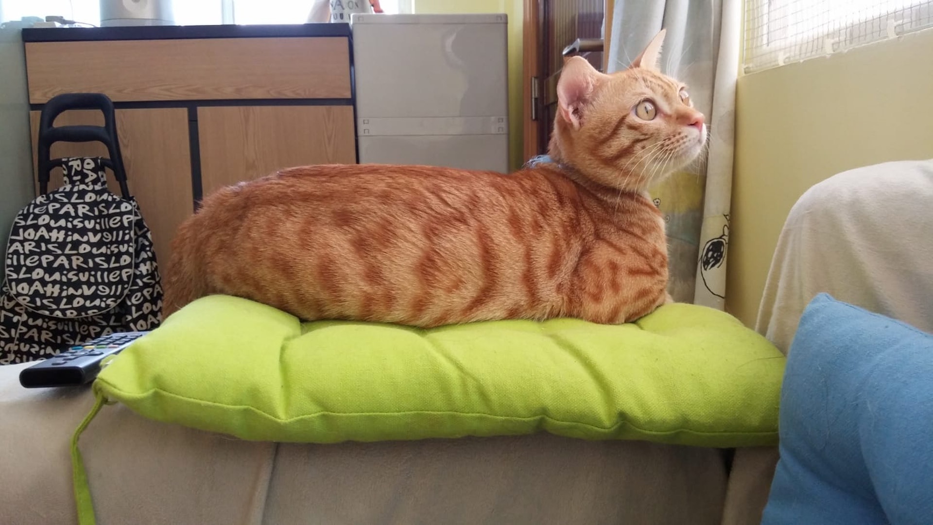 走失的貓貓「陳浩南」。(受訪者提供) 走失的貓貓「陳浩南」。(受訪者提供)