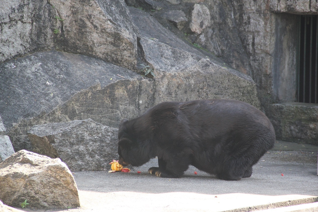 BoBo生前照片(澳門民政總署圖片) BoBo生前照片(澳門民政總署圖片)