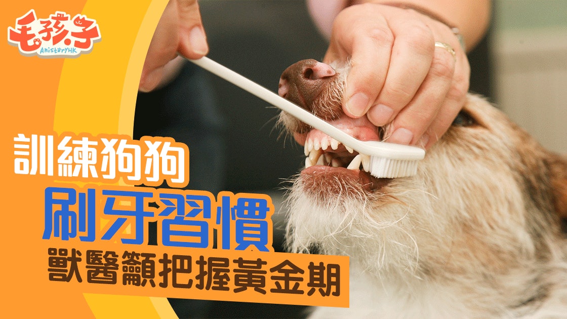 【狗.健康】掌握訓練狗狗刷牙黃金期 輕鬆預防牙菌斑 【狗.健康】掌握訓練狗狗刷牙黃金期 輕鬆預防牙菌斑