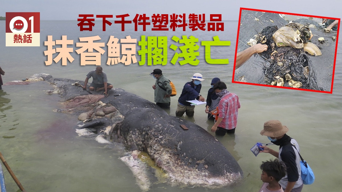 鯨吞膠死 逾千件塑料塞胃重達6公斤抹香鯨血證海洋污染
