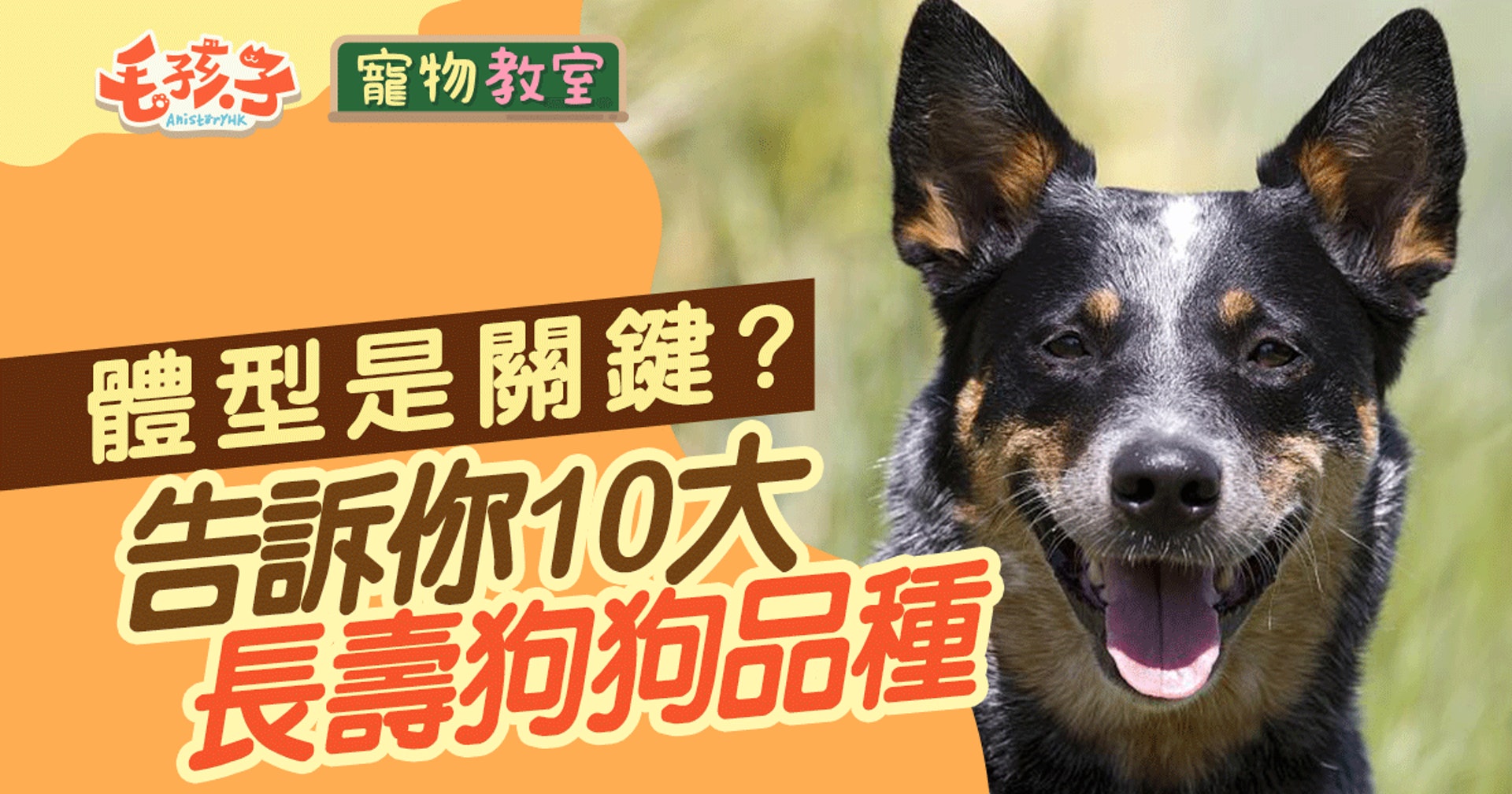 狗壽命 小型狗種壽命會更長 10大長壽狗狗排行榜 狗壽命 小型狗種壽命會更長 10大長壽狗狗排行榜