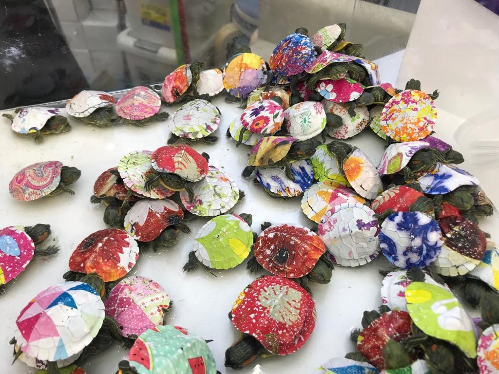 內地不少地方都有活生生、被塗上七彩油漆的巴西龜出售。(鄧穎琳攝) 內地不少地方都有活生生、被塗上七彩油漆的巴西龜出售。(鄧穎琳攝)